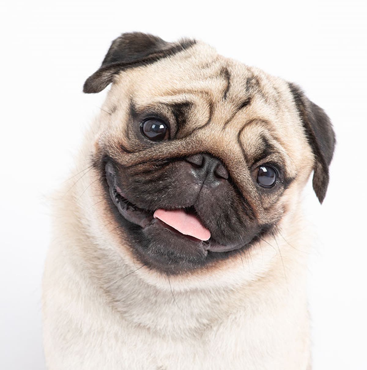 foto perfil principal